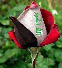 الصورة الرمزية أبن ذي قار