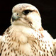 الصورة الرمزية mazinalhoseny